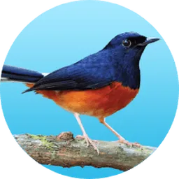 SmartHeart & Me-O Official : Bird Food