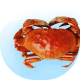 Crab