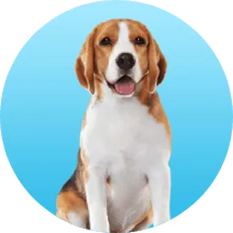 SmartHeart & Me-O Official : Dog Food