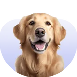 อุปกรณ์สำหรับสุนัข