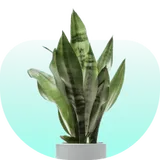 ของประดับตกแต่งบ้าน