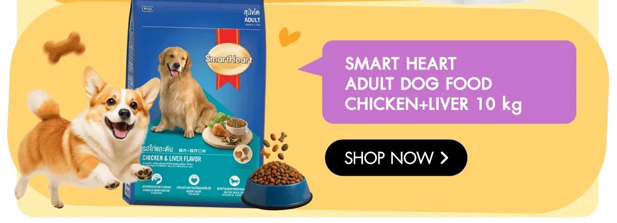 Pet Destination | Stack - Smart Heart