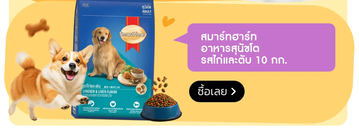 Pet Destination | Stack - Smart Heart