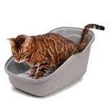 ทรายแมว