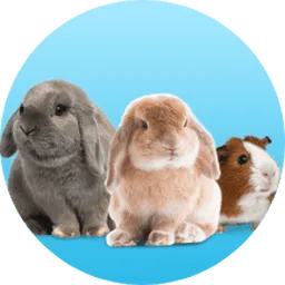 SmartHeart & Me-O Official : Rabbit Food