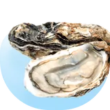 Shell fish & Oyster